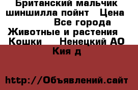 Британский мальчик шиншилла-пойнт › Цена ­ 5 000 - Все города Животные и растения » Кошки   . Ненецкий АО,Кия д.